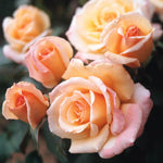 Rose Plant Live, Hybrid Tea Rose Bush Live Plant, 5-9 Inch Tall, Fragrant Flowers Shrub Ready to Plant Outdoor, No Pot, Well-Rooted (Sunset Rose)
