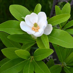Sweetbay Magnolia Tree Live Plant in 2.5 Inches in Pot, Starter Plant, Fragrant Perennial Ornamental Plants Shrub for Outdoor Garden