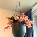Christmas Cactus Plant, Thanksgiving Cactus in 4” Pot, Colorful Holiday Blooms, Indoor Gardens Growing (Peachy Christmas Cactus)