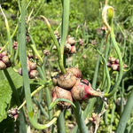 3 Onion Live Plants Tree Egyptian Walking Onions, Not Bulbs, Walking Onions Live Plant for Planting Outdoors, Second Year Plant