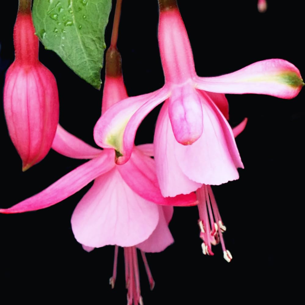 4 Pink Fuchsia Plants Live, Fuchsia Flower Plant, 4 to 7 Inches Tall, 4 Inc Pot, Growing Indoor Outdoor