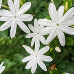 3 Climbing Jasmine Live Plants for Indoor Outdoor Planting, White Jasmine Plants Live, Fragrant, 5-8" in Tall, Hardy