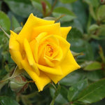 Rose Bush Live Plant, Hybrid Tea Rose Plant Live, 5-9 Inch Tall, Fragrant Flowers Tree, Well-Rooted 1 Year Old, No Pot (Yellow Rose)