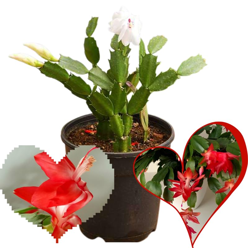 True Thanksgiving Cactus Plant Live in 4" Pot, Ready to Bloom, Holiday Christmas Cactus Plants Live, Red Blooms