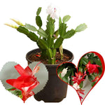 Thanksgiving Cactus Live Plant in 2" Pot, Holiday Christmas Cactus Plants Live, Winter Bloom, Indoor Planting, Ready to Blooms (Red)