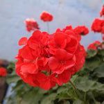 Pack 5 Cuttings Red Geranium Plant, 8-10" Unrooted Cutting, Geranium Plant Cutting for Planting Outdoor Garden