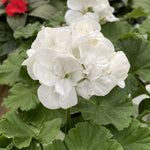 White Geranium Live Plant 4'' Pot, Flowering Geranium Well Rooted 3-6'' Tall, Outdoor Patio, Balcony or Container Garden Plants, 2 Plants per Pot