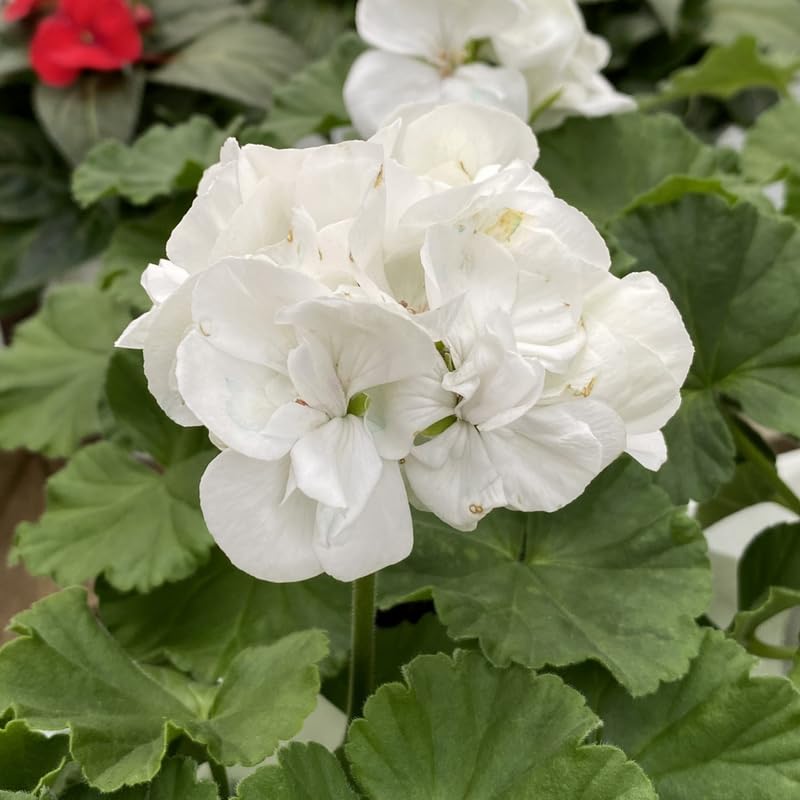 White Geranium Live Plant 4'' Pot, Flowering Geranium Well Rooted 3-6'' Tall, Outdoor Patio, Balcony or Container Garden Plants, 2 Plants per Pot