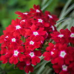 Red Verbena Plants Live in 4'' Pot, 4-7 Inches, Perennial Verbena Flowering Plants for Ground Cover, Hanging Baskets