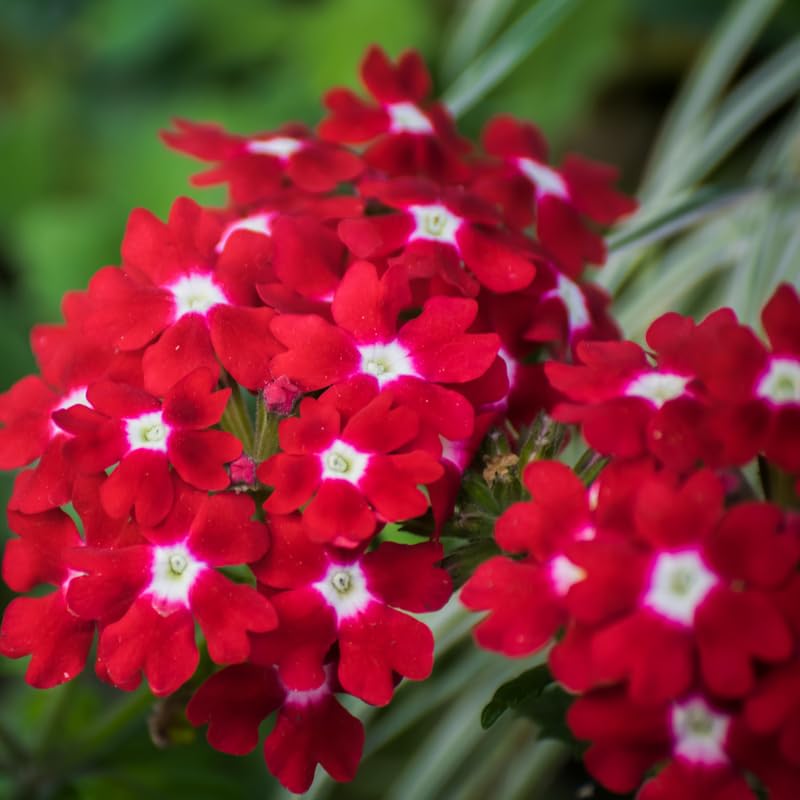 Red Verbena Plants Live in 4'' Pot, 4-7 Inches, Perennial Verbena Flowering Plants for Ground Cover, Hanging Baskets
