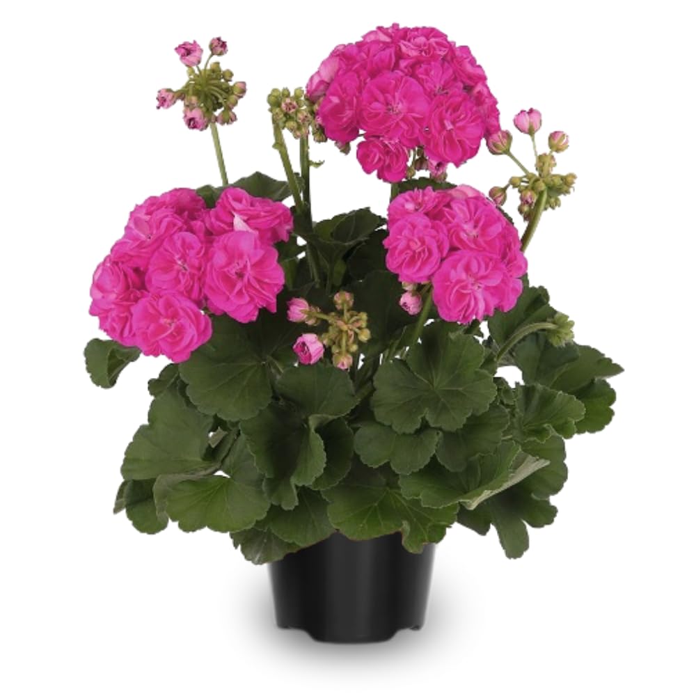 4 Geranium Plants Live from 5 Inc to 8 Inc Tall, Pink Flower Plant Live, Geranium Live Plants Gardening