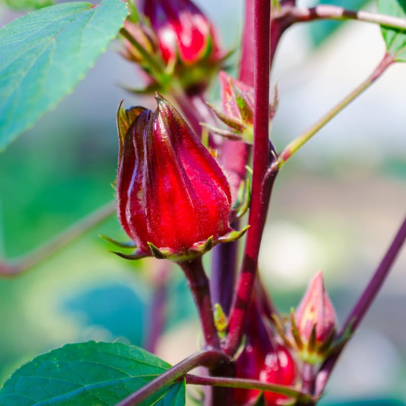 2 Sabdariffa Red Roselle Hibiscus Plants Live 4-8 Inch Tall, Sorrel Roselle Hibiscus Flowers Ready to Grow Outdoor, in 4 Inc Pot