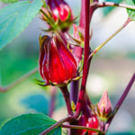 2 Sabdariffa Roselle Hibiscus Plants Live 4-6 Inch Tall, in 4 Inch Pot, Jamaican Sorrel Red Hibiscus Flowers Plants for Planting