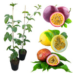 Set 2 Assorted Passion Fruit Plant Live, Tropical Fruit Vine for Planting, 5-10" Tall, Sweet Edible Fruits