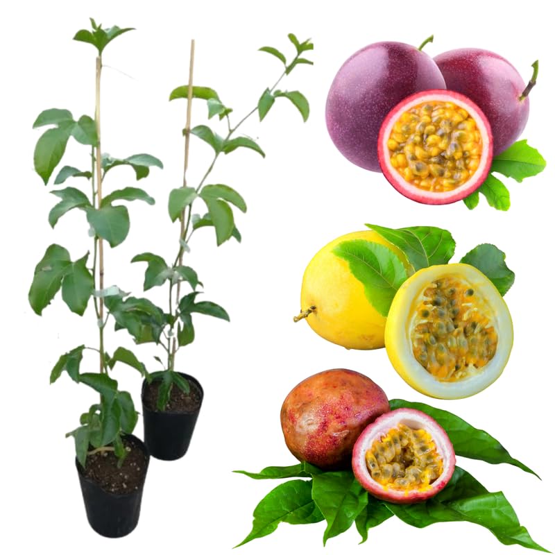 Set 2 Assorted Passion Fruit Plant Live, Tropical Fruit Vine for Planting, 5-10" Tall, Sweet Edible Fruits