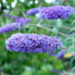 Light Blue Butterfly Bush Buddleia Butterfly Plant Live, 4-9" Tall Well-Rooted for Outdoor Gardens, Perennial Shrub, No Pot