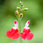 4 Fragrant Sage Salvia Live Plants, Planting in Spring Sage Plants Live, 5 to 10 Inches in Tall, Change Color (Hot Lips)
