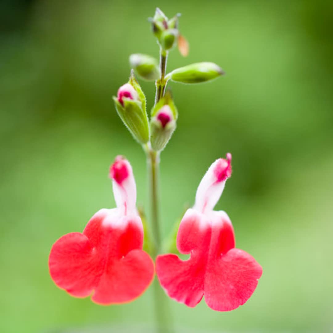4 Fragrant Sage Salvia Live Plants, Planting in Spring Sage Plants Live, 5 to 10 Inches in Tall, Change Color (Hot Lips)