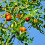 Li Jujube Tree, 8-14" Tall, Cold Hardy Jujube Tree Live Plant, Perennial Sweet Fruit Plants