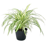 Variegated Curly Spider Plants Live, Spider Live Plant, Vine Houseplant Live, 4 Inches Pot