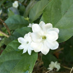 Set 3 of Maid of Orleans Jasmine Plant Live Indoor 4 to 7 Inc Long, Climbing Jasmine Live Plant