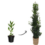 Bay Leaf Tree 5-7 inch, Sweet Bay Laurel Live Plant, Laurus Nobilis Ready to Grow Outdoor