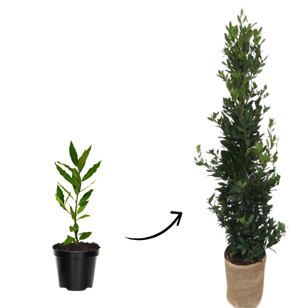 Bay Leaf Tree 5-7 inch, Sweet Bay Laurel Live Plant, Laurus Nobilis Ready to Grow Outdoor