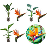 Sets 2 Assorted Bird of Paradise Plants Live, Mixed, 5 to 9 Inc Tall, No Pot, Tropical Houseplant, Exotic and Vibrant Color