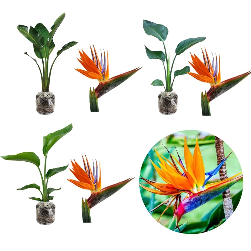 Sets 2 Assorted Bird of Paradise Plants Live, Mixed, 5 to 9 Inc Tall, No Pot, Tropical Houseplant, Exotic and Vibrant Color