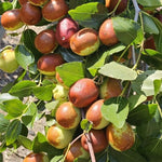 Li Jujube Tree Plant, 8-14 Inch Tall Sweet Jujube Tree Live Potted for Outdoor Planting