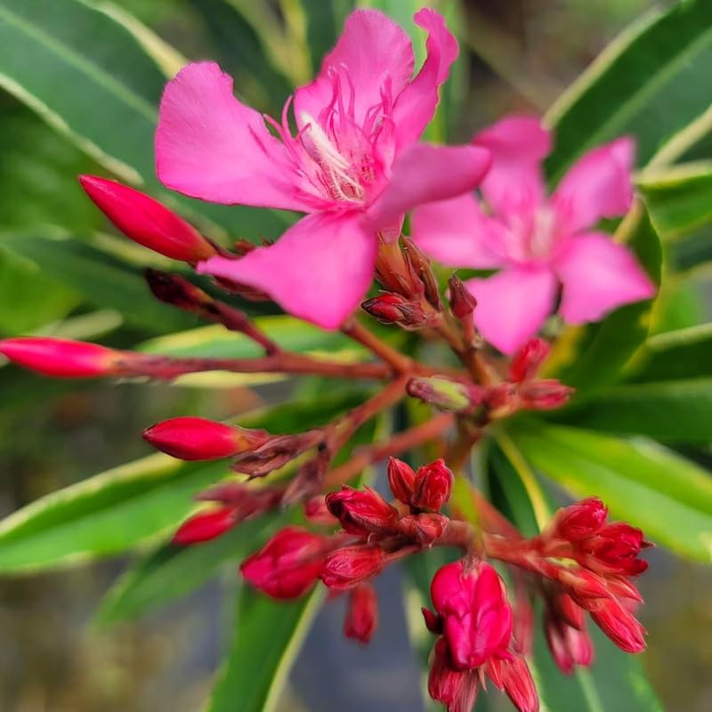 2 Packs of Oleander Plants Live, Live Pink Oleander Plant, 4 to 6 Inc Tall, Pink Oleander Live Plant, Shrub Plant for Gardening Outdoor Indoor
