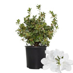 White Dwarf Azalea Rhododendron Plants Live Tree, 1 Gallon Pot Azalea Bush Shrub Vibrant Bloom, 1 Year Old Well Rooted, Cold Hardy