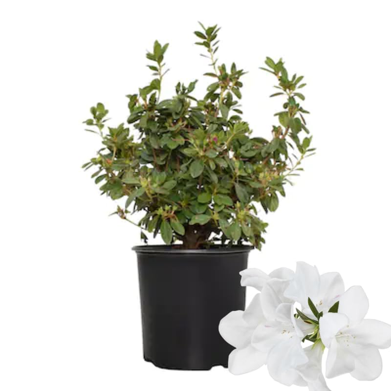 White Dwarf Azalea Rhododendron Plants Live Tree, 1 Gallon Pot Azalea Bush Shrub Vibrant Bloom, 1 Year Old Well Rooted, Cold Hardy