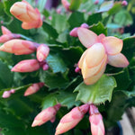 Peach Christmas Cactus Plants Live in 4 Inch Pot, Perennial Christmas Thanksgiving Cactus Plants Potted, Vibrant Flower Holiday Houseplant Indoors Outdoors