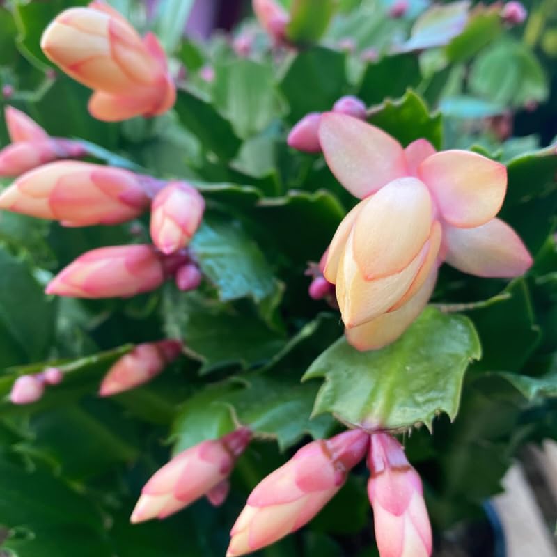 Peach Christmas Cactus Plants Live in 4 Inch Pot, Perennial Christmas Thanksgiving Cactus Plants Potted, Vibrant Flower Holiday Houseplant Indoors Outdoors