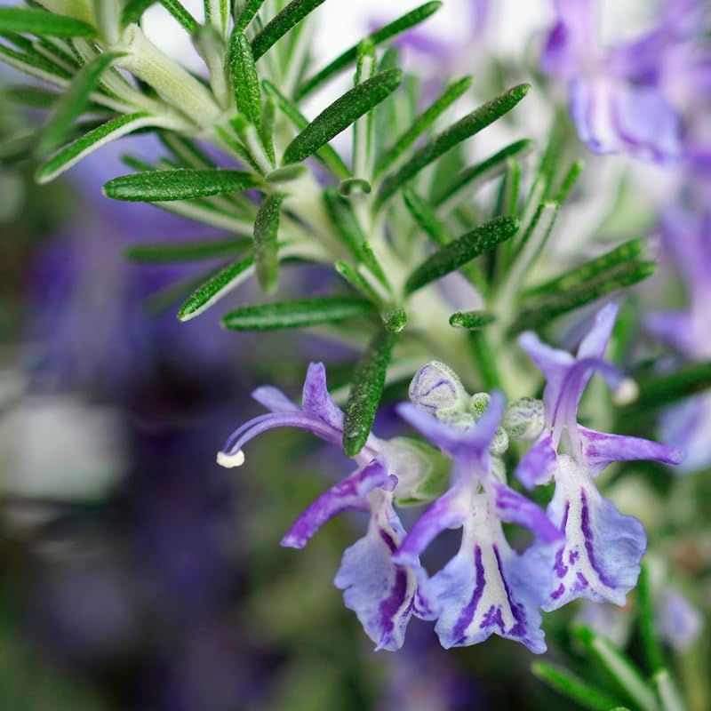 6 Live Blue Rosemary Plants, 5-7 Inch Tall Culinary Herb Shrubs for Planting, Outdoor or Indoor Home Garden