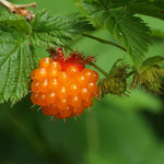 Salmonberry Plant, 6-10 Inch Tall Sweet Golden Yellow Berry Plant, 1 Year Old Salmonberry Raspberry Plants