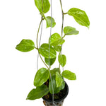 Green Hoya Quinquenervia Live Plant 3-7 Inch Tall, Five Veined Hoya Plant for Planting Indoor Outdoor, Houseplant for Decoration