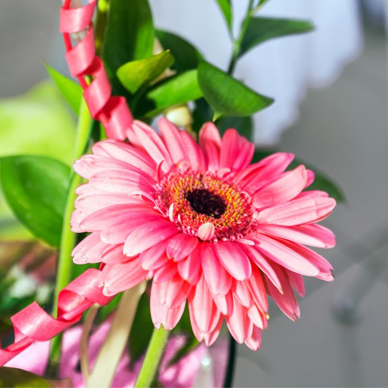 3 Pink Gerbera Daisy Plants Live, Gerbera Daisies Live Plants, Daisy Plant, Daisies Flowers Live Plants