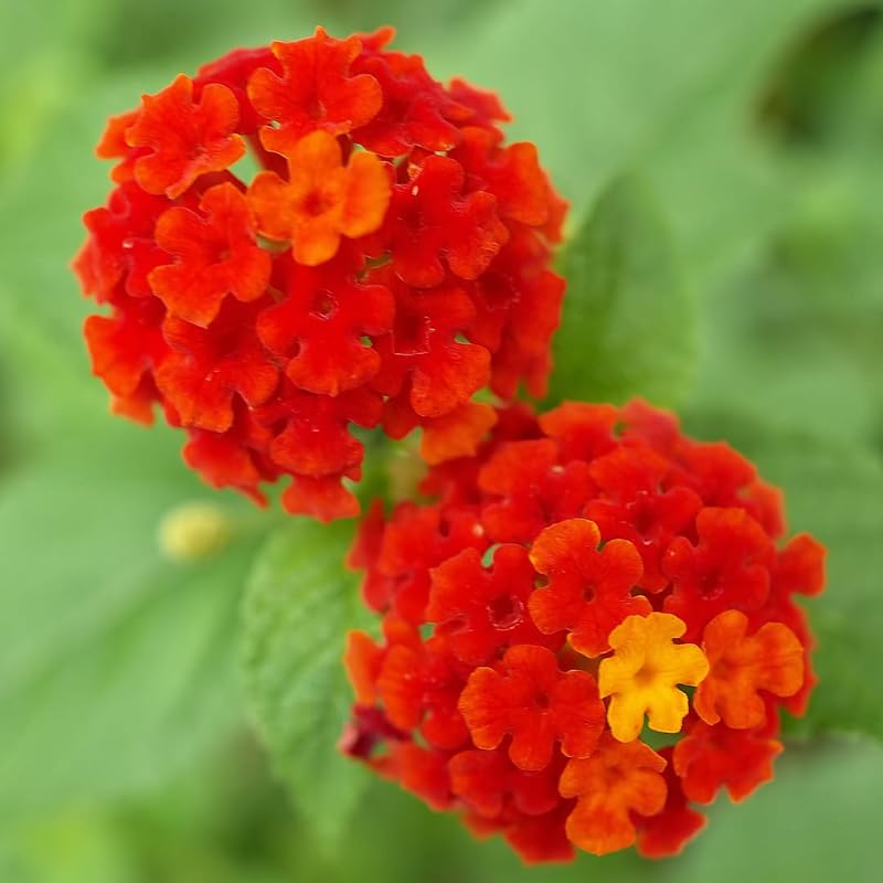 2 Lantana Plants Live, Lantana Live Plants for Planting Outdoors, Trailing Lantana Plants Live, 5 to 7 Inc Tall (Red)