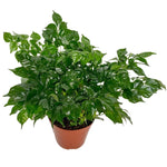 Doll Plant in 4 Inch Pot, Doll Live Plant in Pot, Doll Houseplant Plant for Gardening