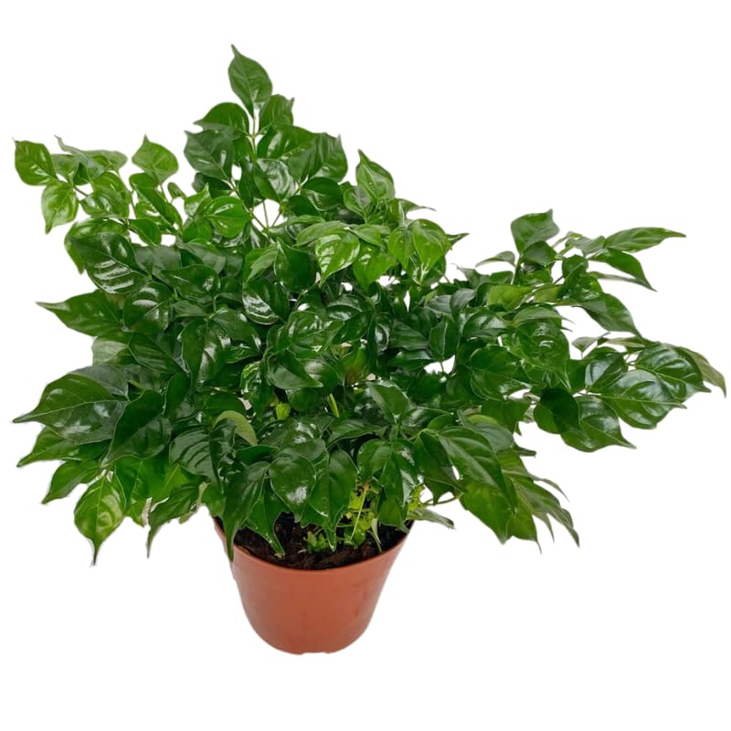 Doll Plant in 4 Inch Pot, Doll Live Plant in Pot, Doll Houseplant Plant for Gardening