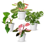 1 Random Philodendron Plant Live, Rare Tropical Variegated Live Indoor Houseplant, Starter Plants No Pot, 5-9" in Tall