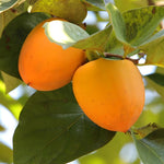2 Live Persimmon Trees Plants, 1 Year Old Seedling, 8-12 Inches Tall for Indoor and Outdoor Planting Zones 7-10