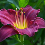 Pack 3 Purple Daylily Bulbs for Planting, Hardy Perennial Flower with Vibrant Blooms, Reblooming Daylilies Bulbs for Garden Borders and Containers