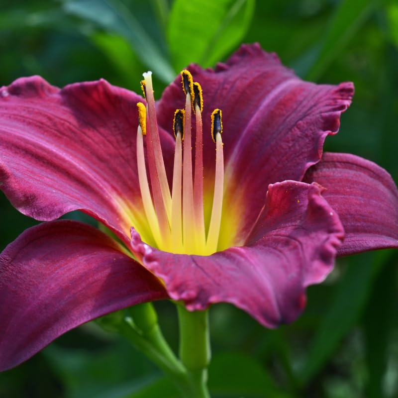 Pack 3 Purple Daylily Bulbs for Planting, Hardy Perennial Flower with Vibrant Blooms, Reblooming Daylilies Bulbs for Garden Borders and Containers