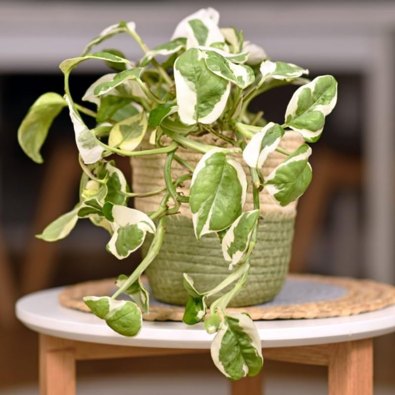 N'Joy Pothos Plant Live 4'' Pot, Indoor Houseplant Well Rooted, Hanging Planter or Basket Growing