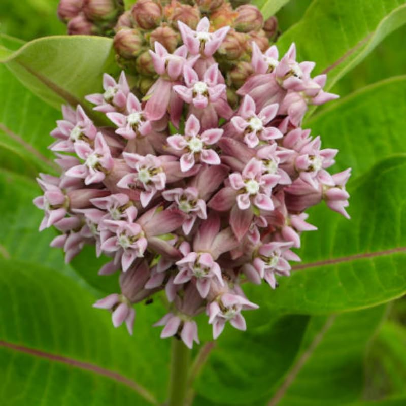 4 Milkweed Plants Live, Broadleaf Butterfly Milkweed Asclepias Tuberosa Perennial Wildflowers Swamp Common Bush, 5-9" in Tall, No Pot