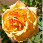 Rose Plant Live, Hybrid Tea Rose Bush Live Plant, 5-9 Inch Tall, Fragrant Flowers Shrub Ready to Plant Outdoor, No Pot, Well-Rooted (Gold Rose)