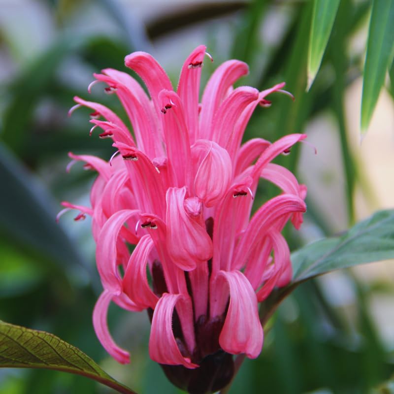 Live Shrimp Plant for Growing, 4 to 6 Inc Tall, Pink Shrimp Live Plant, Shrimp Plants Live Indoor Outdoor